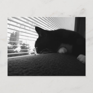 Charlie mit Blick auf das Fenster Postkarte