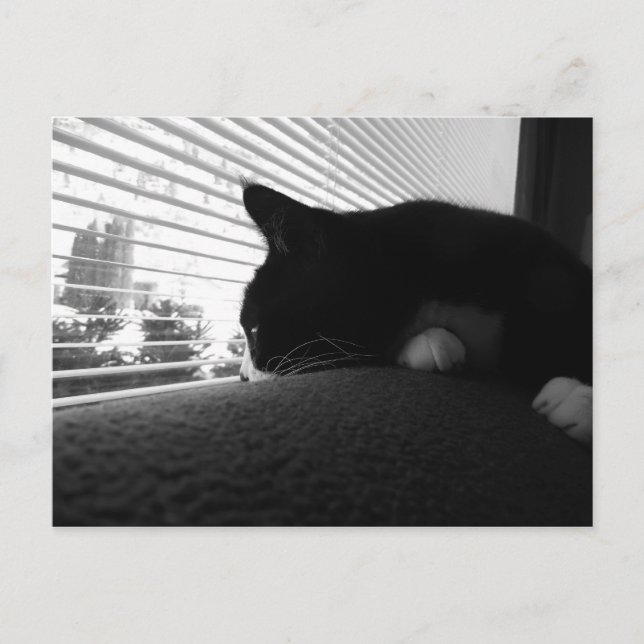 Charlie mit Blick auf das Fenster Postkarte (Vorderseite)