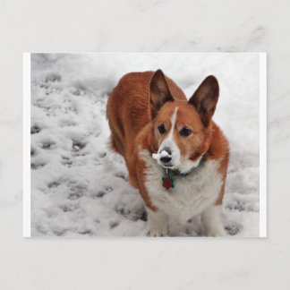 Charlie Snow Snout Postkarte