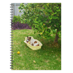 Charlie The Fox Terrier Bath Time, Notebook Notizblock