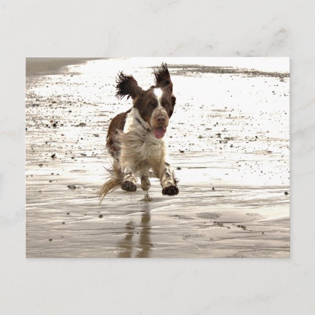 Charlie The Springer Postkarte (Vorderseite)