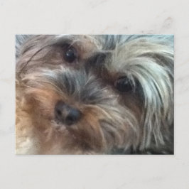 Charlotte der kleine Hund Postkarte