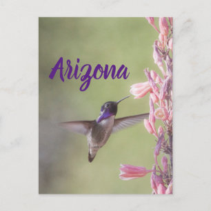 Charmante Colibri, Carte postale de l'Arizona