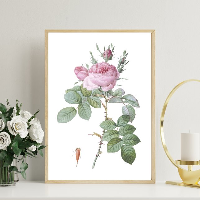 Charmante rosa Rose Botanische Kunst Print Poster (Von Creator hochgeladen)