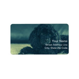 charmanten schwarzen Pudel Adressaufkleber