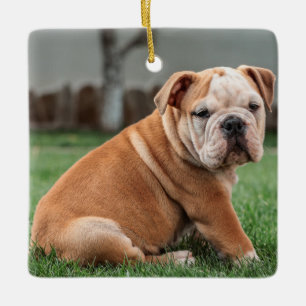 Charmanter englischer Bulldog-Welpe Keramikornament