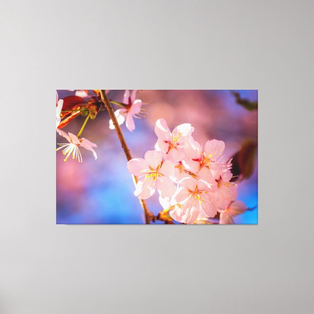 Charmanter Haufen Sakura-Blume im Frühjahr Leinwanddruck (Vorderseite)