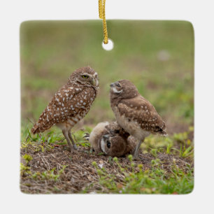 Charmanter Kaninchenkauz aus Florida Keramikornament