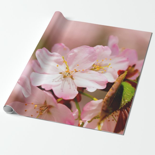 Charmin Sakura Blume auf Rosa, Rosa, Rosa Geschenkpapier (Ungerollt)