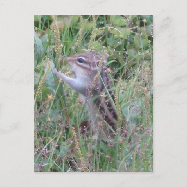 Charming Chipmunk en été Meadow Carte postale (Devant)