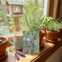 Charming-Chipmunk im Sommer auf der Wiese-Postkart