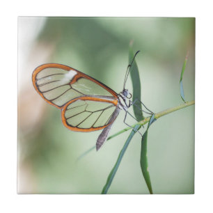 Charming Clear-Wing Butterfly Fliese
