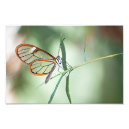 Charming Clear-Wing Butterfly Fotodruck