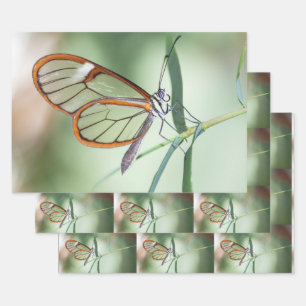 Charming Clear-Wing Butterfly Geschenkpapier Set