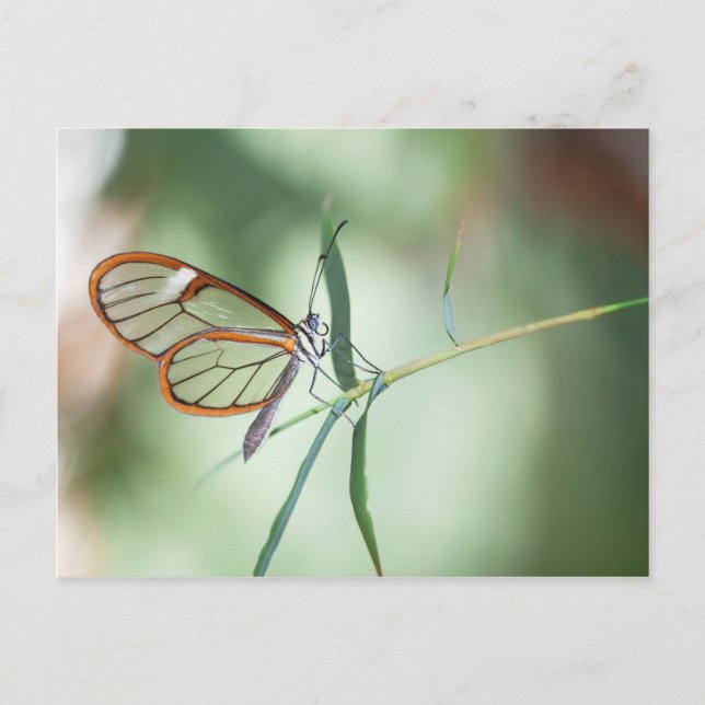 Charming Clear-Wing Butterfly Postkarte (Vorderseite)