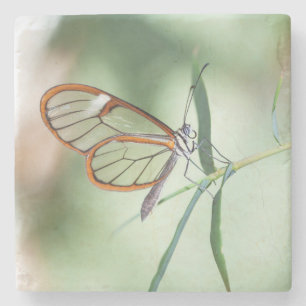 Charming Clear-Wing Butterfly Steinuntersetzer