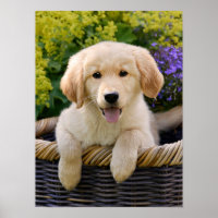 Charming Golden Retriver, ein Niedliches Welpenhun