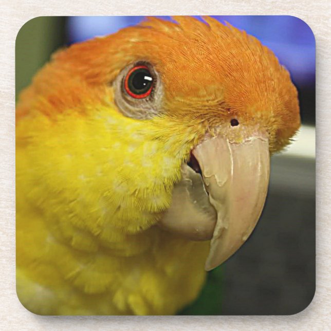 Charming White Bellied Caique Parrot Getränkeuntersetzer (Vorderseite)
