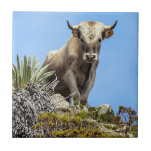 Charolais-Bulle Fliese