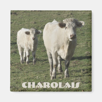Charolais-Kuh- und Kalbsmagnet Magnet