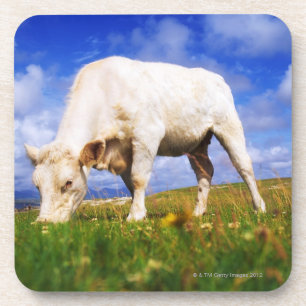 Charolais schüchtern das Weiden lassen, Mannin Getränkeuntersetzer