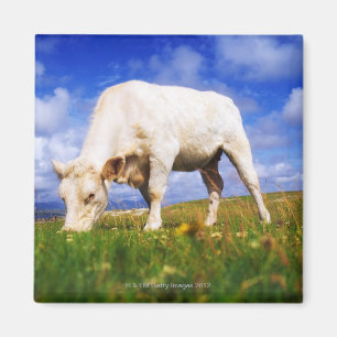 Charolais schüchtern das Weiden lassen, Mannin Magnet