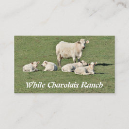 Charolais schüchtern und vier Kälber ein Visitenkarte
