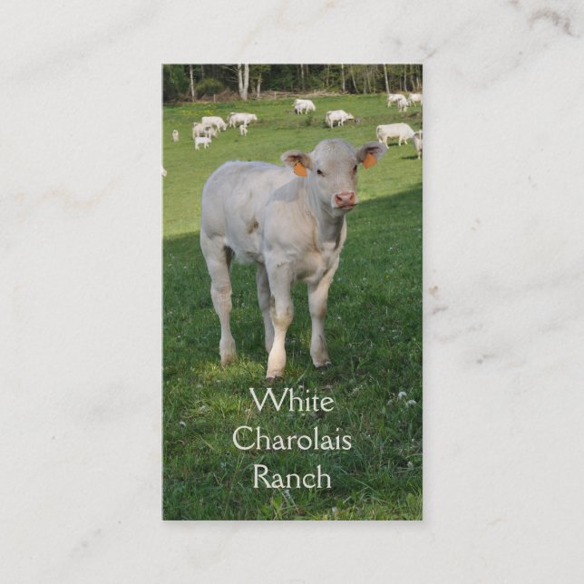 CharolaisMastvieh mit Kalb Visitenkarte (Vorderseite)