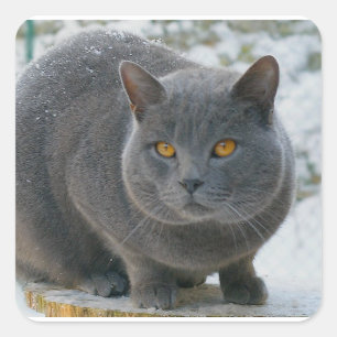 Chartreu im Schnee Quadratischer Aufkleber