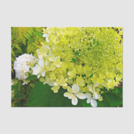 Chartreuse Green, Limelight Hydrangea, Seidenpapier