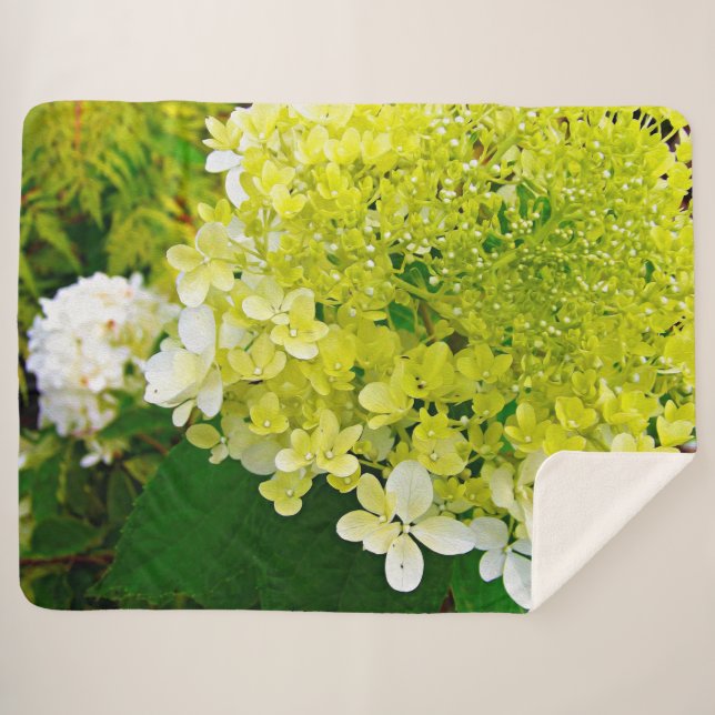 Chartreuse Green, Limelight Hydrangea, Sherpadecke (Vorderseite (Horizontal))