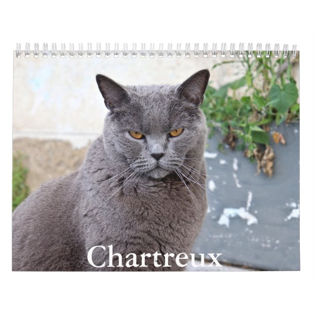 Chartreux-Kalender Kalender (Titelbild)