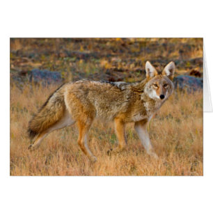 Chasse au coyote (Canis Latrans)