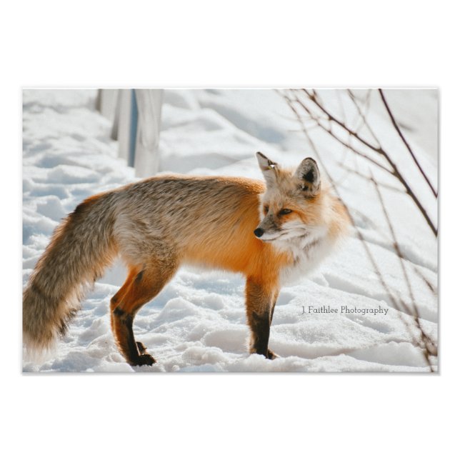 Chasse d'art mural Fox Impression (Devant)