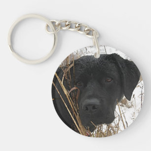 Chasse de fin de saison - Black Lab - Labrador