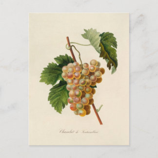 Chasselat de Fontainebleau Postcard Postkarte