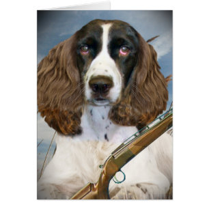 Chasses à épagneul de springer anglais