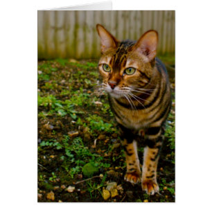 Chasseur de bogues