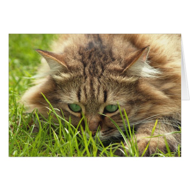 Chasseur d'oeil vert (Devant horizontal)