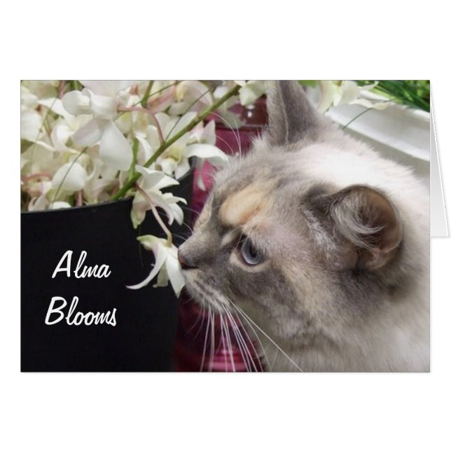 Chat 1 (Devant horizontal)