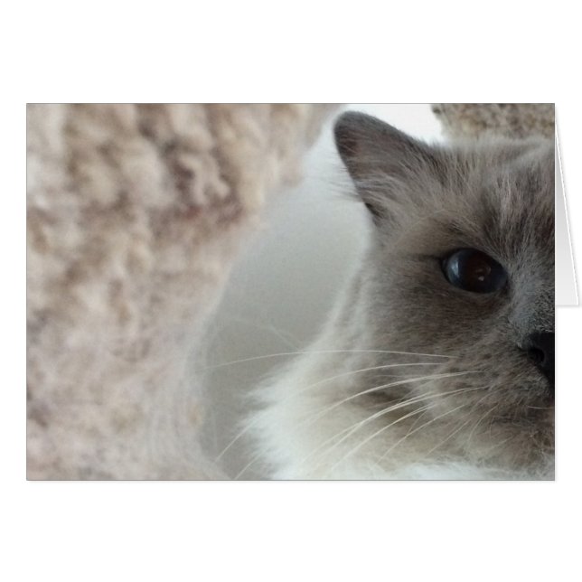 Chat à poupée, carte (Devant horizontal)