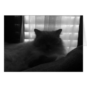 Chat à poupée - Watcher à Dusk - Noir