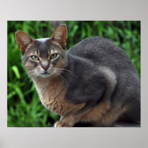 Chat abyssinien bleu - affiche