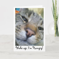 Chat affamé Drôle Salutation / Carte d'anniversair