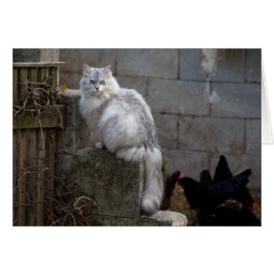 Chat Angora gris-blanc