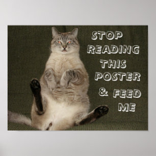 Chat "Arrêtez de lire cette affiche et de me nourr
