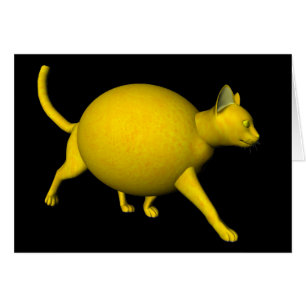 Chat au citron doux
