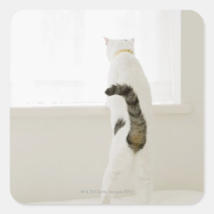 Chat aus Fenster schauend, Rückansicht Quadratischer Aufkleber