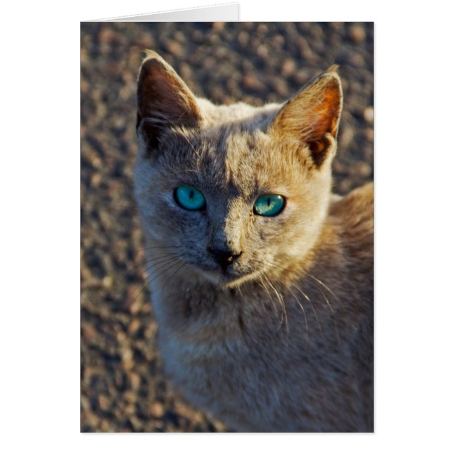 Chat aux yeux bleus (Devant)
