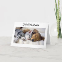 Chat avec carte de sympathie pour chien